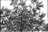 00407a03