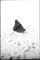 00566c34