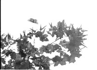 0000531