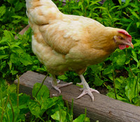 P7030011