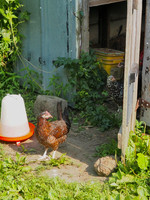P7030018