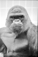 Animal