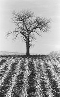 0004204