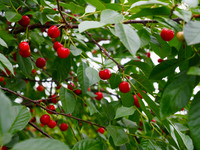 P6100028