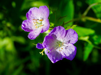 P5040009