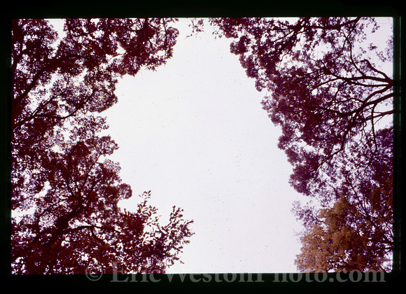 sl19841128c12