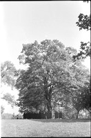 0036303