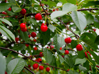 P6100024