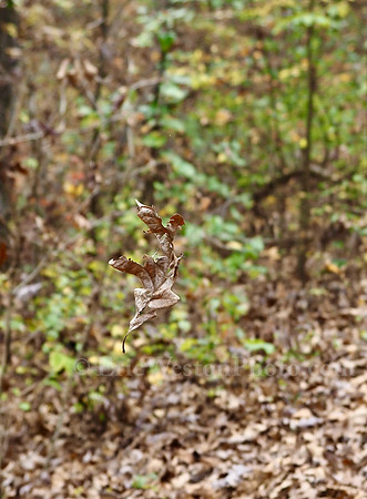 PA280074 (1)