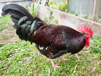 PA280030