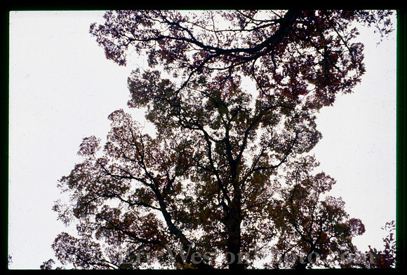 sl19841128c04