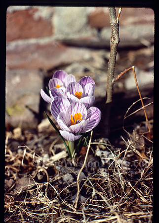 sl198709Ik05