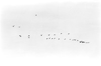 0016303