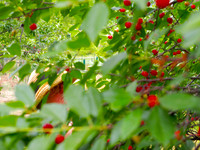 P6100017