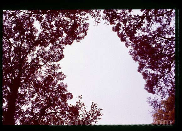 sl19841128c11
