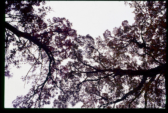 sl19841128c06