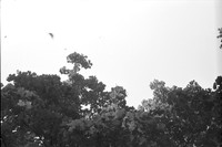 0020621
