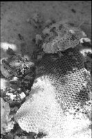 0048302