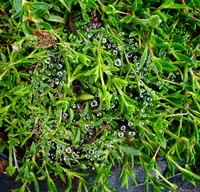 P7070007