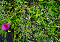 P7070008