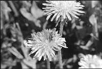 00366a10