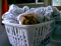 Image09