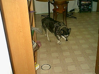 IMAGE11