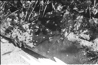0048333
