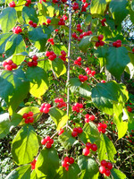 PB020034
