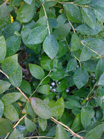 img_1009_4905611340_o