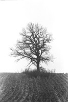0028733