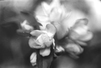 0030833