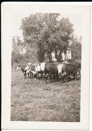 Cows2A