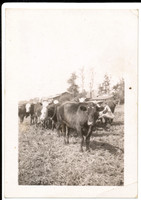 CowsA