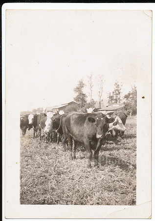 CowsA