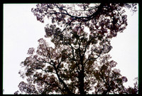 sl19841128c04