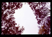sl19841128c12