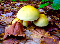 2014 / 10 October