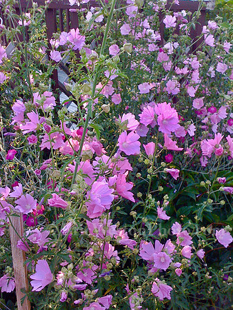 IMG_1403