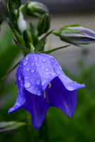 P6090005