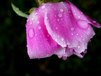 P6080031