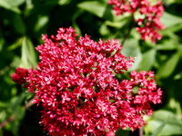 P6030013