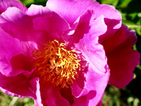 P6050027
