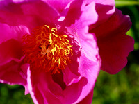 P6050030
