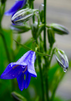 P6080036