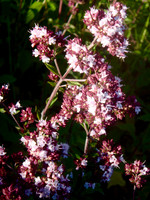 P7080080