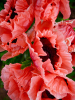 2017 / 05 May