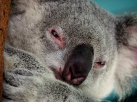 2016 / 08 Australia Zoo