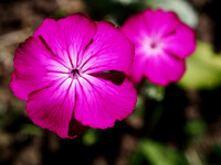 P7010026