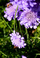 P7010037